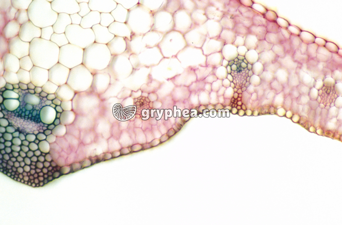 Feuille de Blé - détail CT x25 - gryphea.com